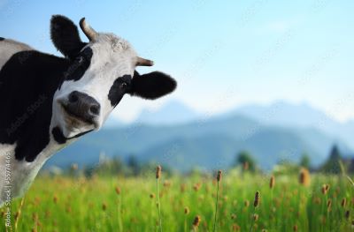Real Asset Farmland RS